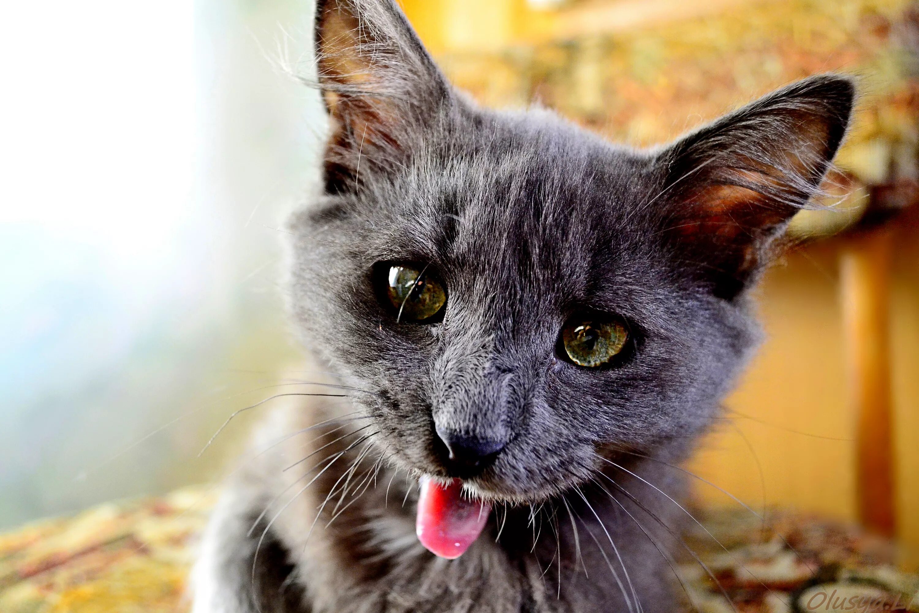Кошак. Кот серый. Фото кота. Игривая кошка. Морда серого кота.