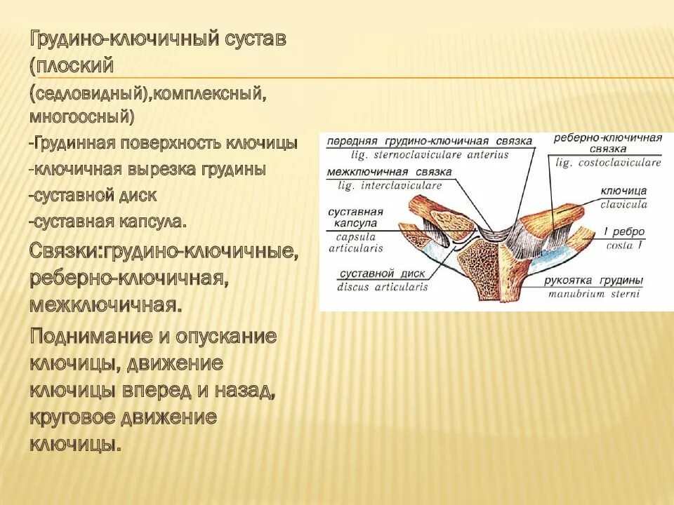 Грудино ключичная артрит. Грудино ключичный сустав классификация. суставные поверхности грудино-ключичного сустава. грудино ключичный сустав анатомия. грудино ключичный сустав функции.