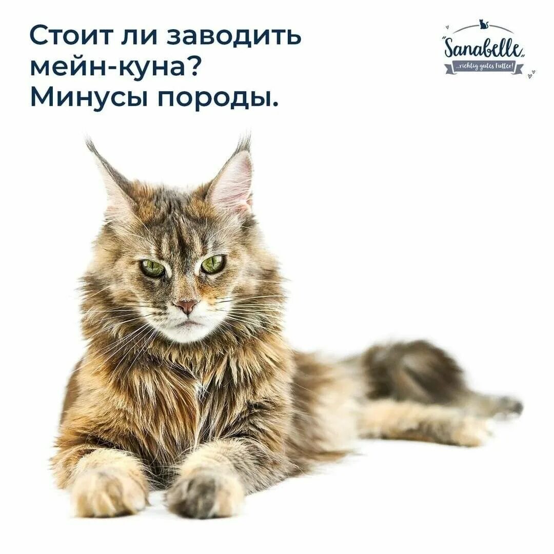 Заводить ли мейн куна