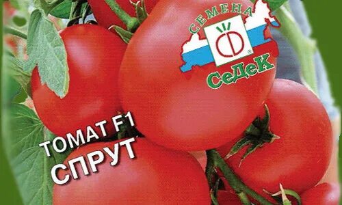 Агрофирма седек семена. Фирма семян седек. Магазин семян седек москве. Агрофирма седек семена. Салат кочанный авангард.