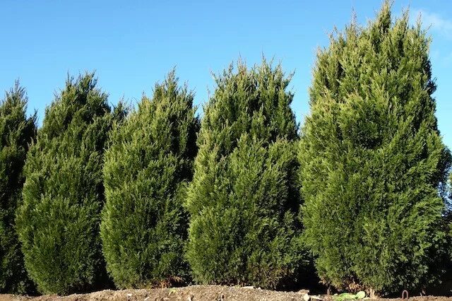 Juniperus chinensis