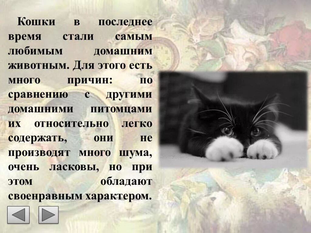 Презентация на тему любимое домашнее животное. Презентация на тему моя любимая кошка. Проект про любимого питомца. Доклад мое любимое домашнее животное.