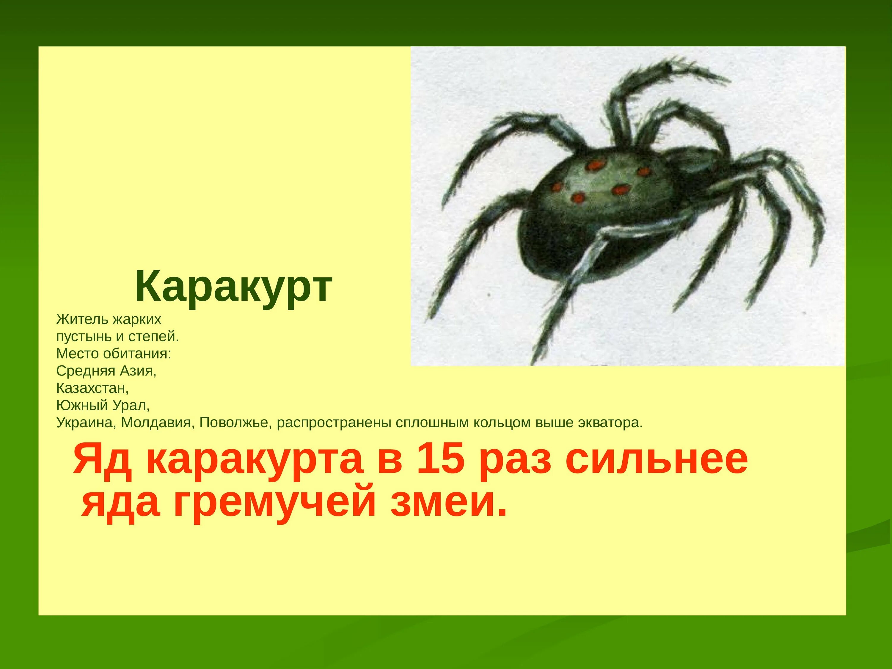 Тарантул место обитания. Каракурт тарантул. каракурт южнорусский. пауки не ядовитые домашние. паукообразный степной.