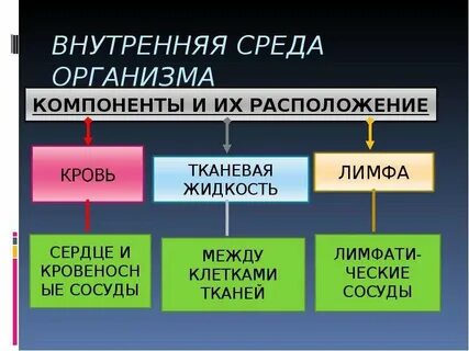 Внутренняя среда организма презентация