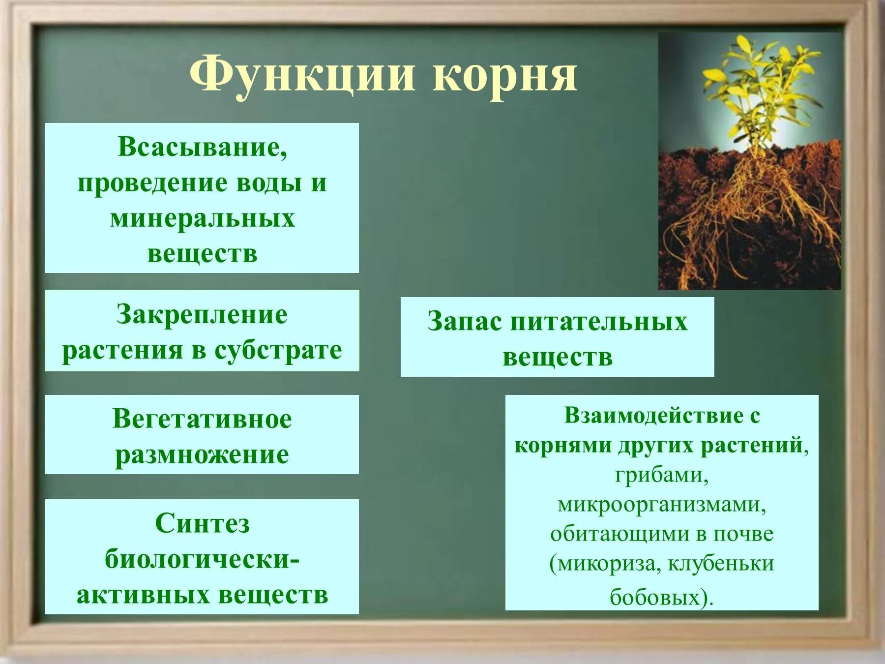 Функции корня растений 5 класс биология. Функции корня биология 5 класс. Строение и функции корня высших растений.