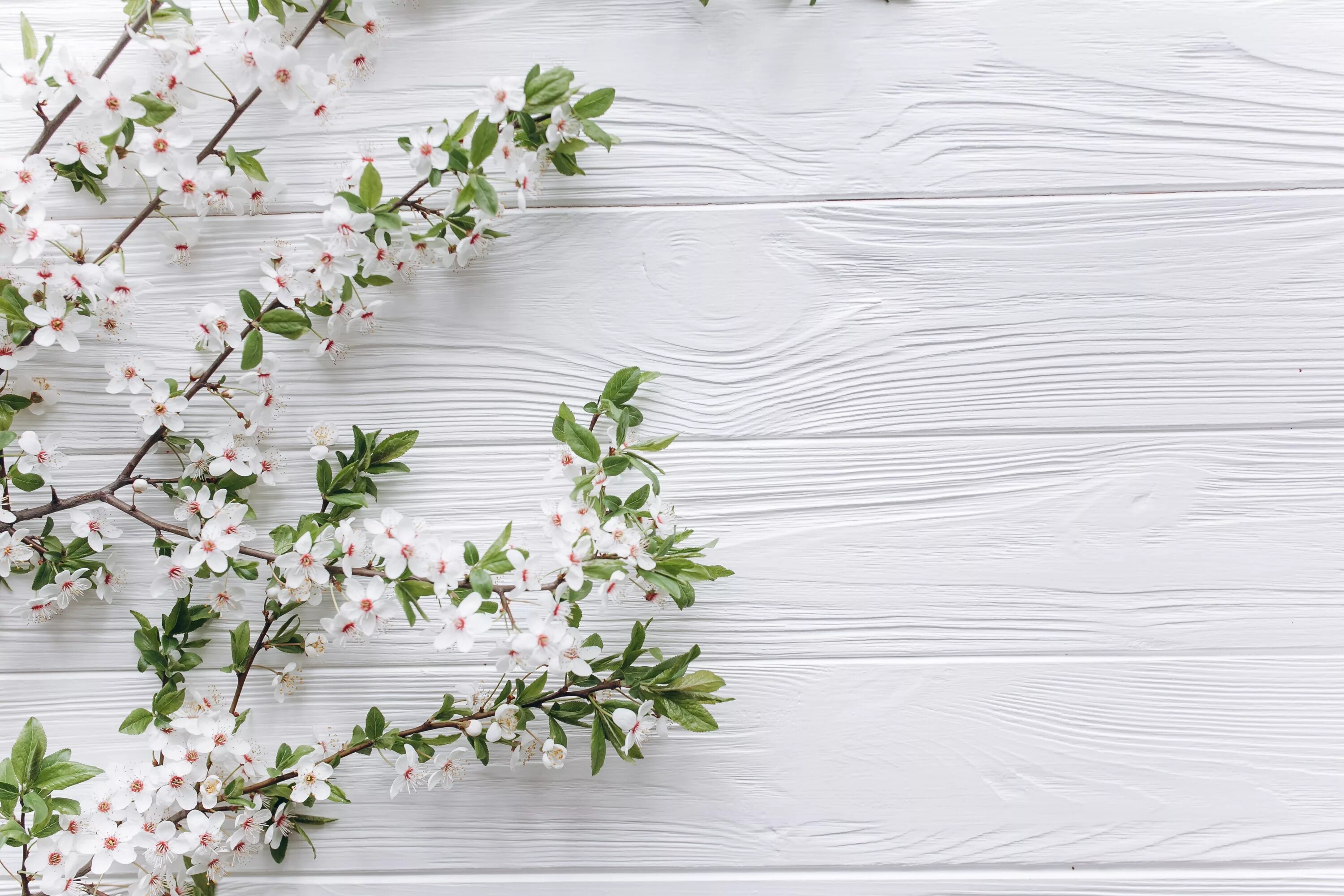 Белые доски с цветами. Белые доски с цветами. Фотофон белое дерево. Красивый фотофон. Фотофон светлый.