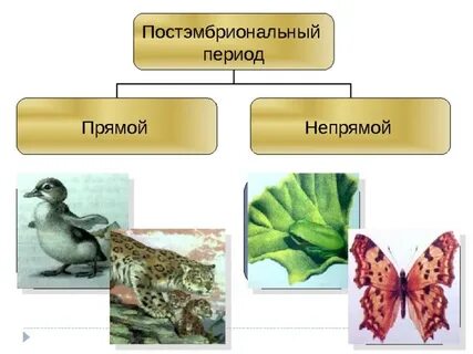 Постэмбриональный период прямое и непрямое развитие