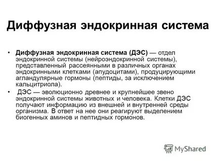 4 уровня эндокринной системы