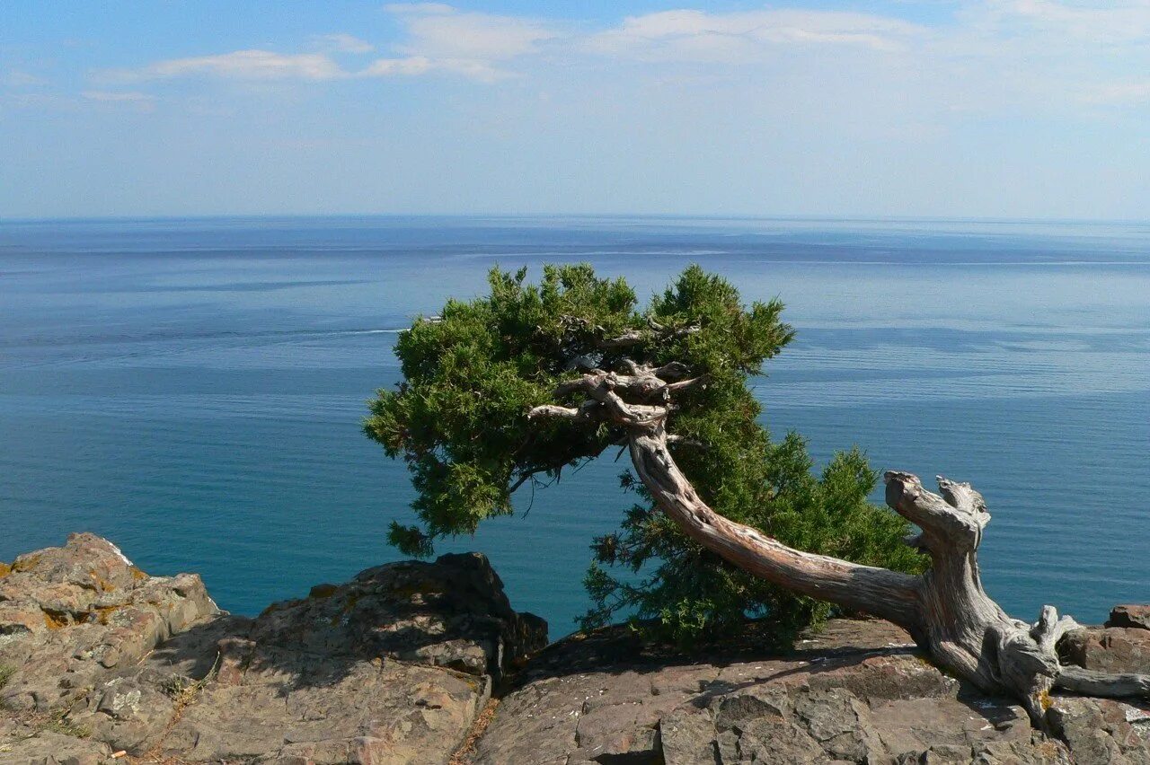 Мыс Плака Утес. Мыс Утес Алушта. Алушта Утес мыс Плака.