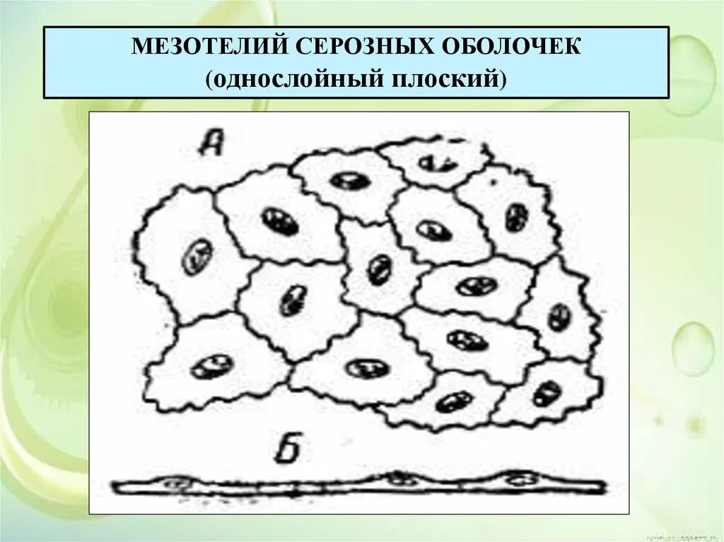 Мезотелий развивается из. Однослойный плоский эпителий серозной оболочки мезотелий. Однослойный плоский эпителий мезотелий функции. Однослойный плоский эпителий мезотелий препарат гистология. Однослойный плоский эпителий мезотелий микроскоп.
