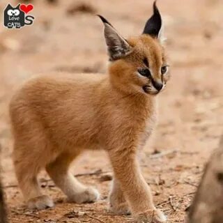 Уитни Хьюстон секс