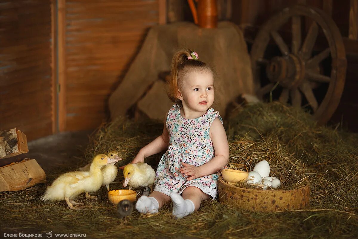 фотосессия с цыплятами. фотосессия с утятами. девочка с утятами. ребята и зверята. фотосессия с утятами.