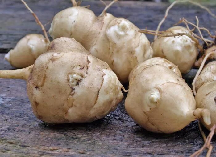 Как называется земляная. Топинамбур клубненосный. Топинамбур скороспелка. Как называется земляная. Земляная крыса ареал.