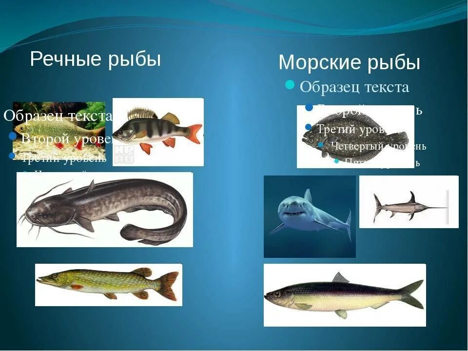 Рыбы морские и Пресноводные. Рыбы Пресноводные и морские для детей. Морские и речные рыбы для детей. Рыбы морские Пресноводные аквариумные.