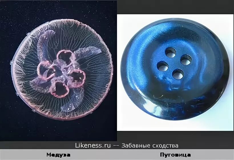 На что похоже медуза. Медуза пуговка. синие пуговки похожие на медузки на мальдивах. медуза как пуговица с синими нитками.