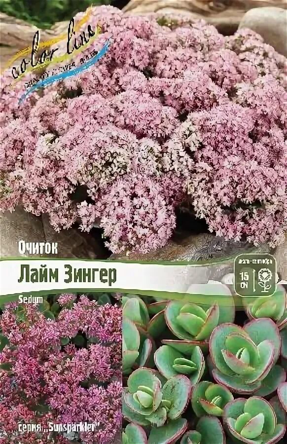 Лайм зингер. Седум лайм зингер. седум sedum sunsparkler lime zinger. очиток гибридный lime zinger. седум sunsparkler lime zinger.