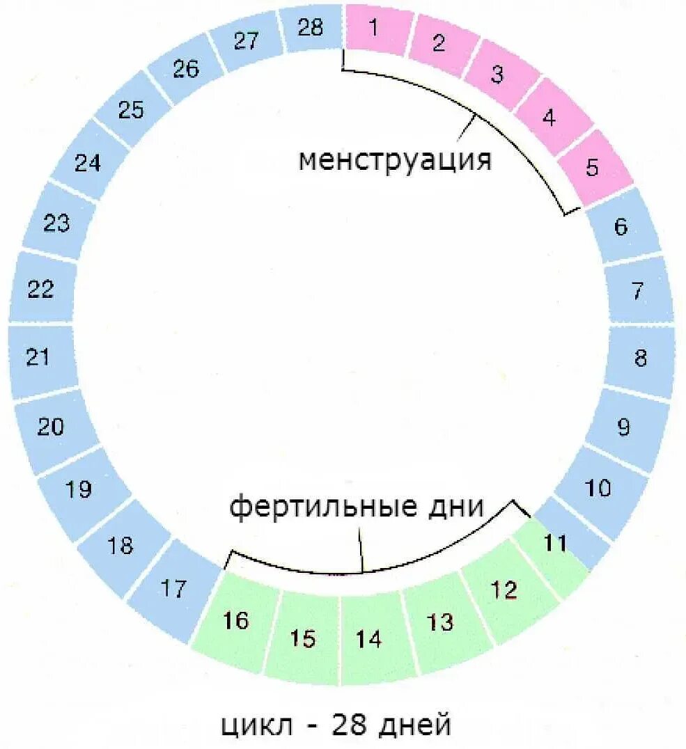 Дни менструального цикла. Дни цикла месячных. Фертильный период цикла. Цикл овуляции.