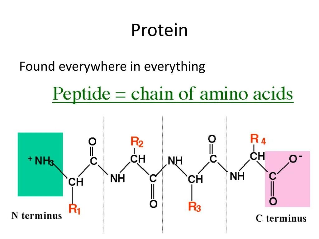 Полипептид. Пептиды и полипептиды. Peptide Chain. Amino Peptide. N terminal