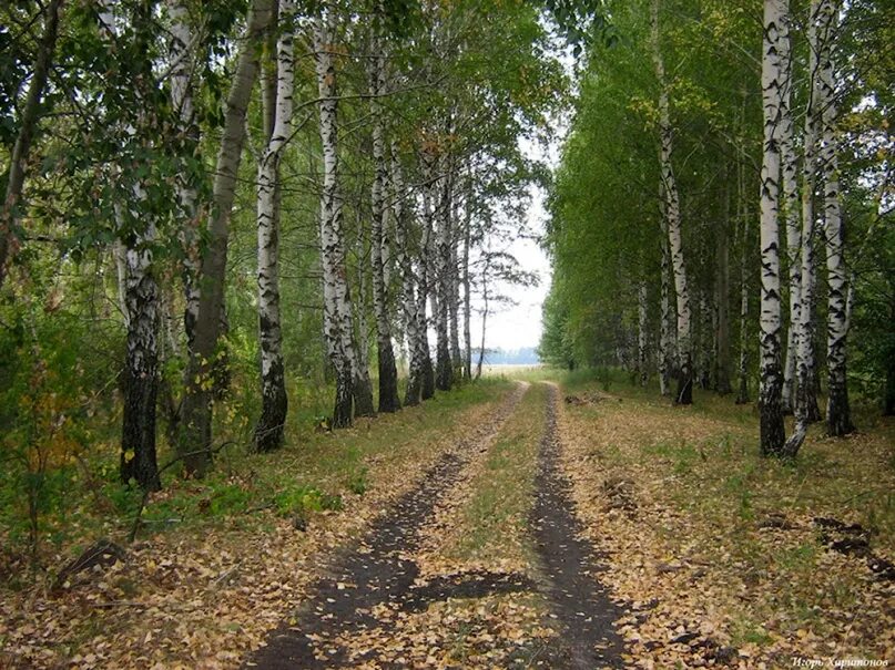 В Оренбуржье экс-директора лесхоза обвиняют в незаконной рубке 275 берез Новости