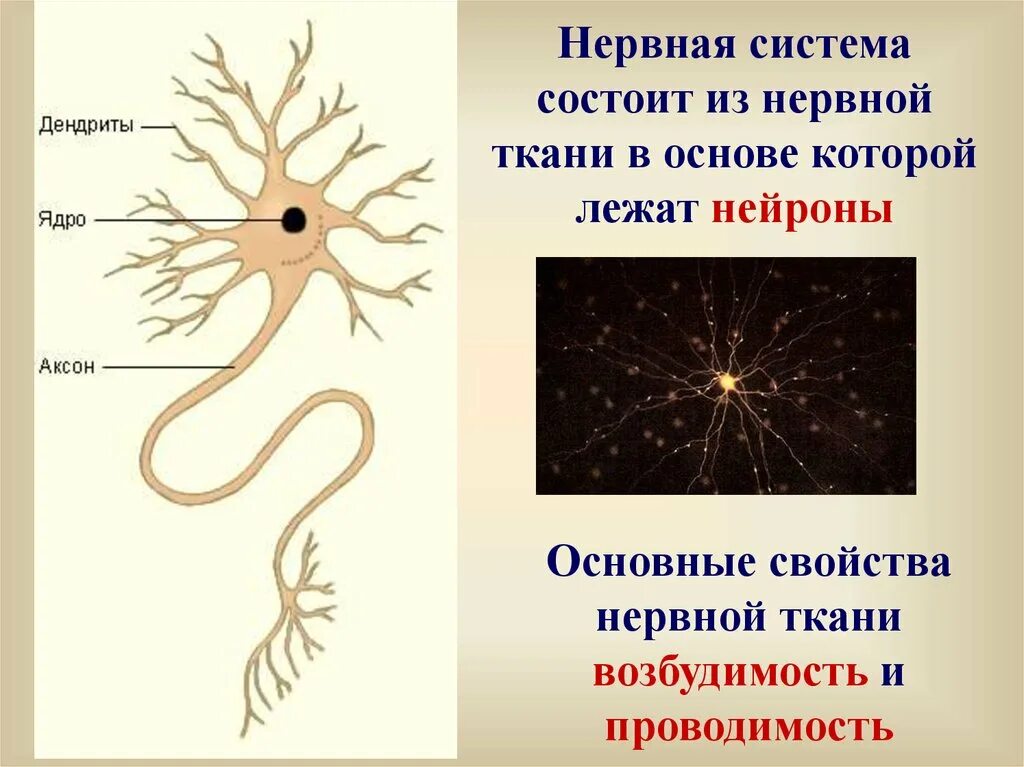 Какое свойство у нервной ткани. Нервная ткань. Нервная ткань состоит из. Основные клетки нервной ткани. Tyhdyfz ткань.