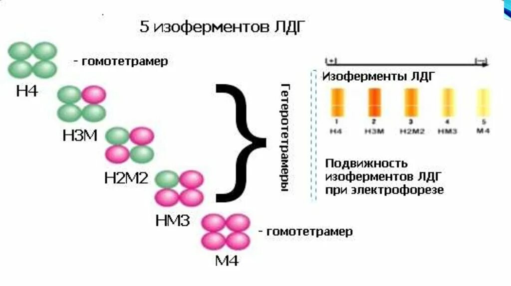 Сыворотка лдг. Лдг фермент формула. лактатдегидрогеназа строение биохимия. фермент лактатдегидрогеназа строение. изоформы лдг биохимия.