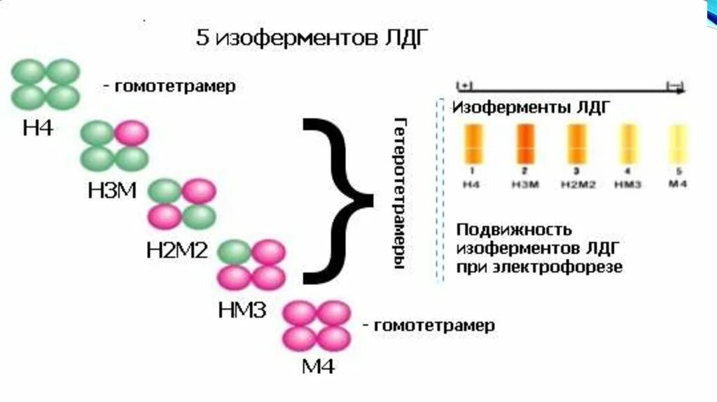 Ферменты изоферменты. ЛДГ фермент формула. Фермент лактатдегидрогеназа функции. Лактатдегидрогеназа строение фермента. Лактатдегидрогеназа строение биохимия.