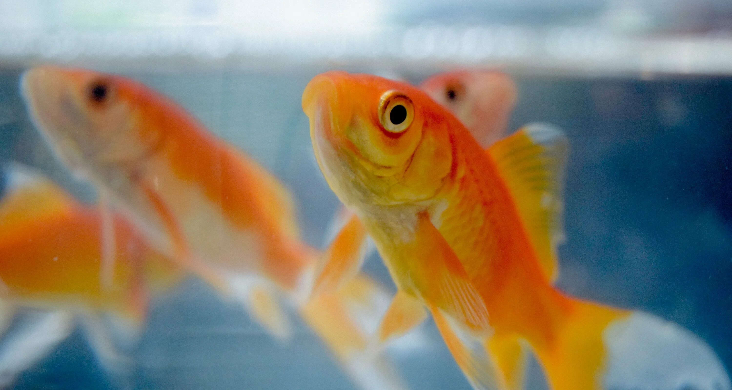 Рыбка петушок альбинос. Размножение лучеперых рыб. Obl 3: goldfish. Золотая рыбка размеры. Красивая речная рыба.