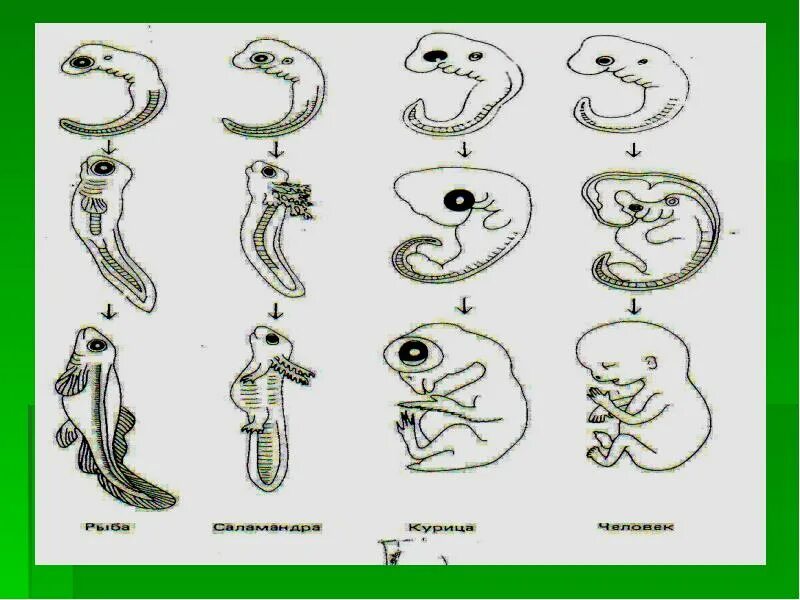 Онтогенез картинка. Онтогенез. Онтогенез человека картинки. Онтогенез животных. Индивидуальное развитие человека.