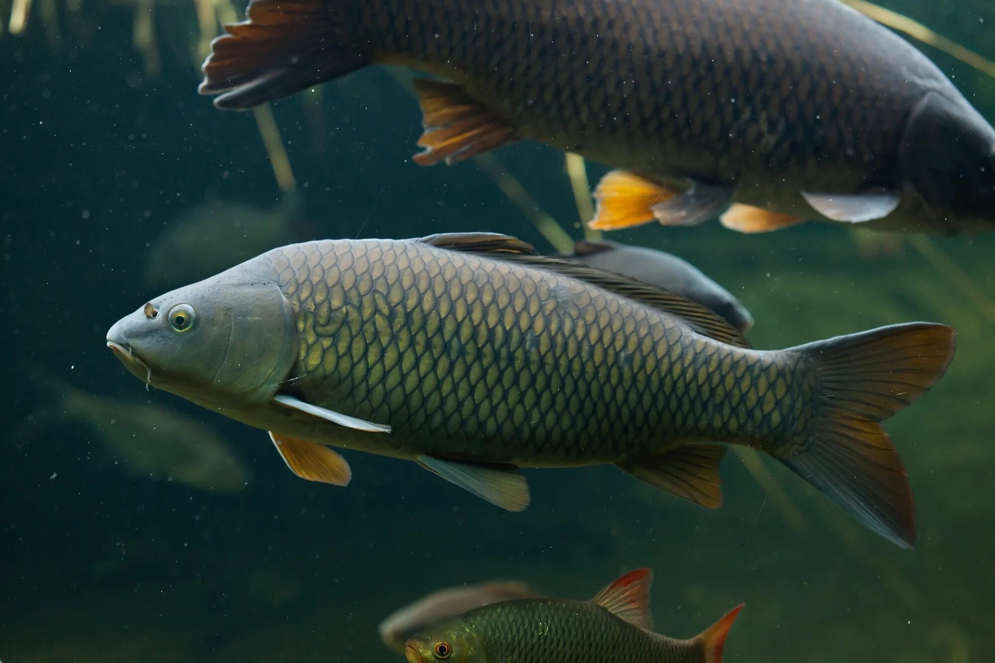 Карп обыкновенный – cyprinus carpio. Карп чешуйчатый и зеркальный. Амурский сазан. Сазан карповые. Сарбоянский карп.