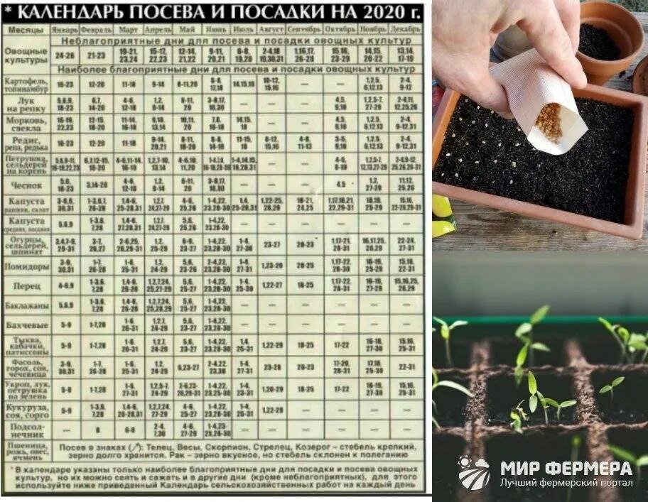 Календарь посева. Календарь посева семян. Календарь высадки семян в грунт. Благоприятные дни для посадки.