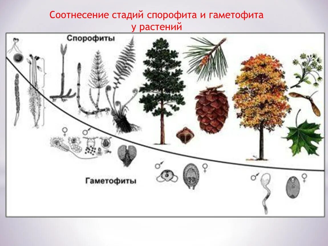 Спорофиты примеры. Гаметофит и спорофит у растений цикл. Эволюция гаметофита и спорофита схема. Спорофит гаметофит схема. Жизненный цикл голосеменных гаметофит и спорофит.