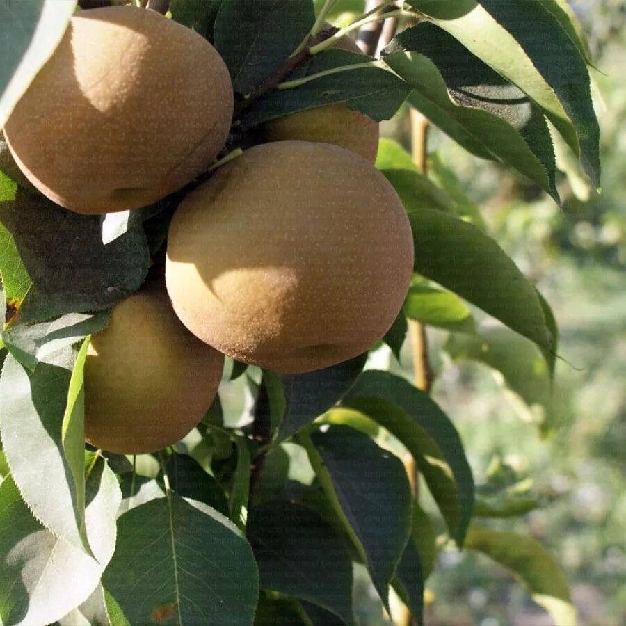 Азиатская груша нэши. Азиатская груша. Груша китайская нэши. Нэши гибрид яблока и груши. Груша сорт нэши.