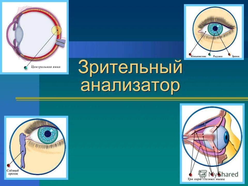 Орган зрения и зрительный анализатор презентация