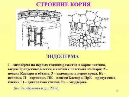 Эндодерма какая ткань