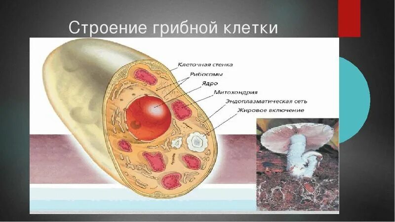 Строение грибной клетки. Схема строения клетки гриба 5 класс. Строение клетки грибов 10 класс. Строение клетки грибов 5 класс биология. Клетки гриба не имеют ядра