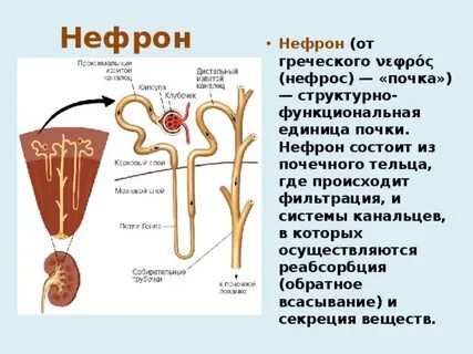 Нефрон фильтрация