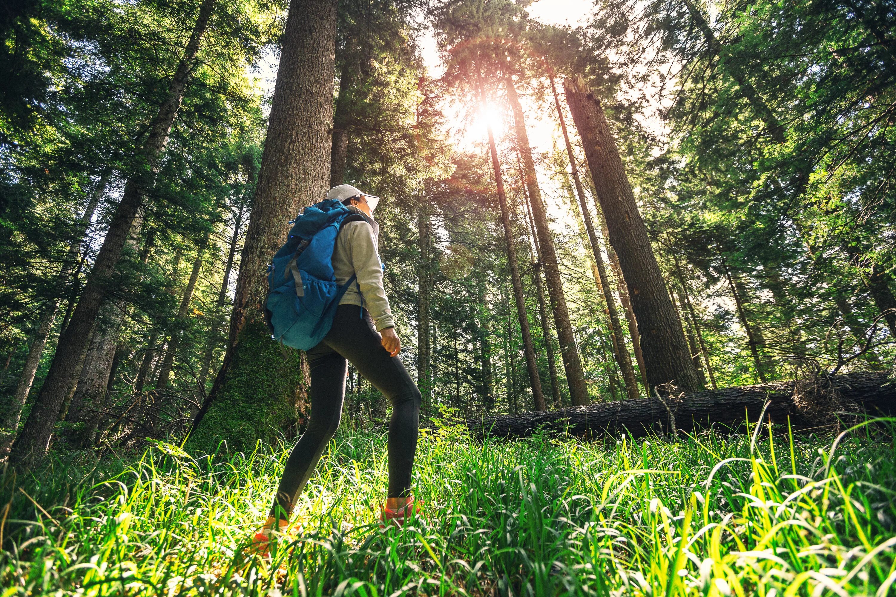 Walk in the forest. Прогулка в лесу картинки. Rotorua лес. Пешие прогулки по лесу. Прогулка в лесу.