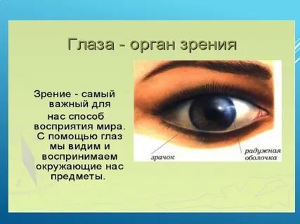 К каким органам относится орган зрения