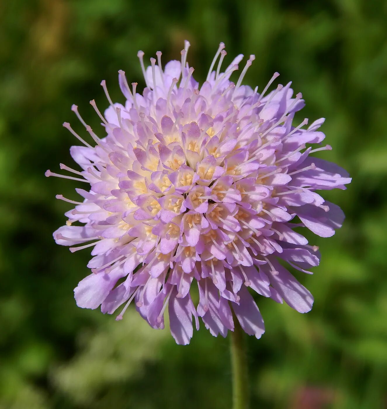 Короставник фото. Короставник полевой. Knautia arvensis. Короставник ворсянколистный. Короставник полевой трава.