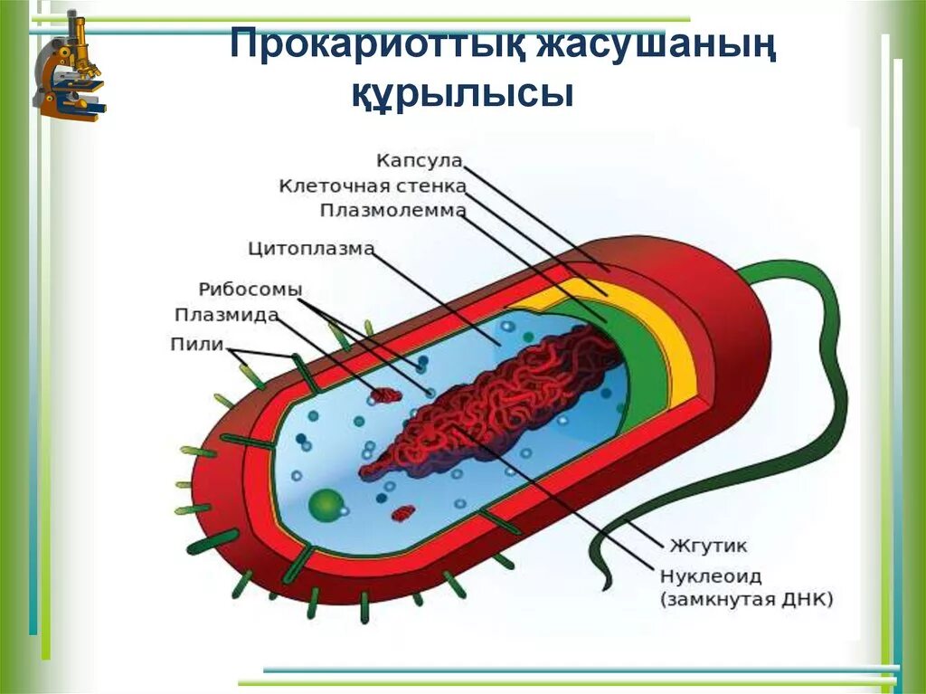 Прокариот жасушасы. Бактерия жасушасы. Прокариотические клетки презентация. Бактерии прокариоты. Клетки прокариот имеют ядро