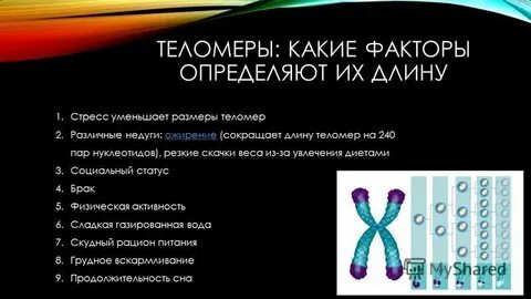 Теломеры это