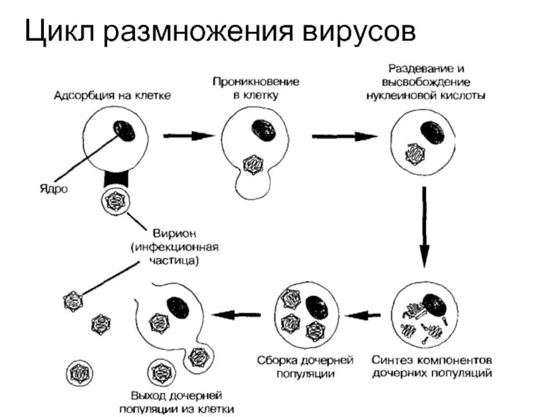 Выход вирионов из клетки
