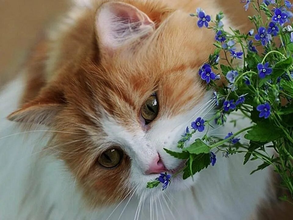 Добрый день с котиками. Хорошего настроения котенок. Пожелание хорошего дня с котиками. Добрый день с кошками. Отличного настроения котикт.