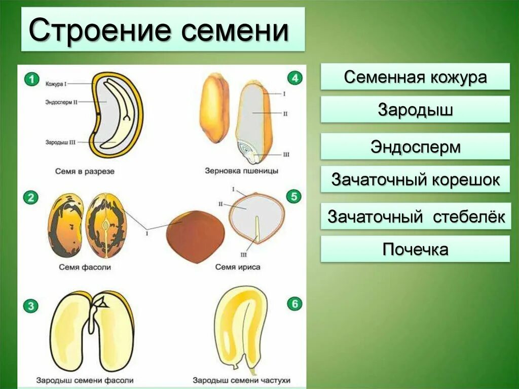 Почечка фасоли. Строение семени зародыш эндосперм. Строение зародыша однодольных растений. Семенная кожура зародыш эндосперм. Строение семени семенная кожура зародыш эндосперм.