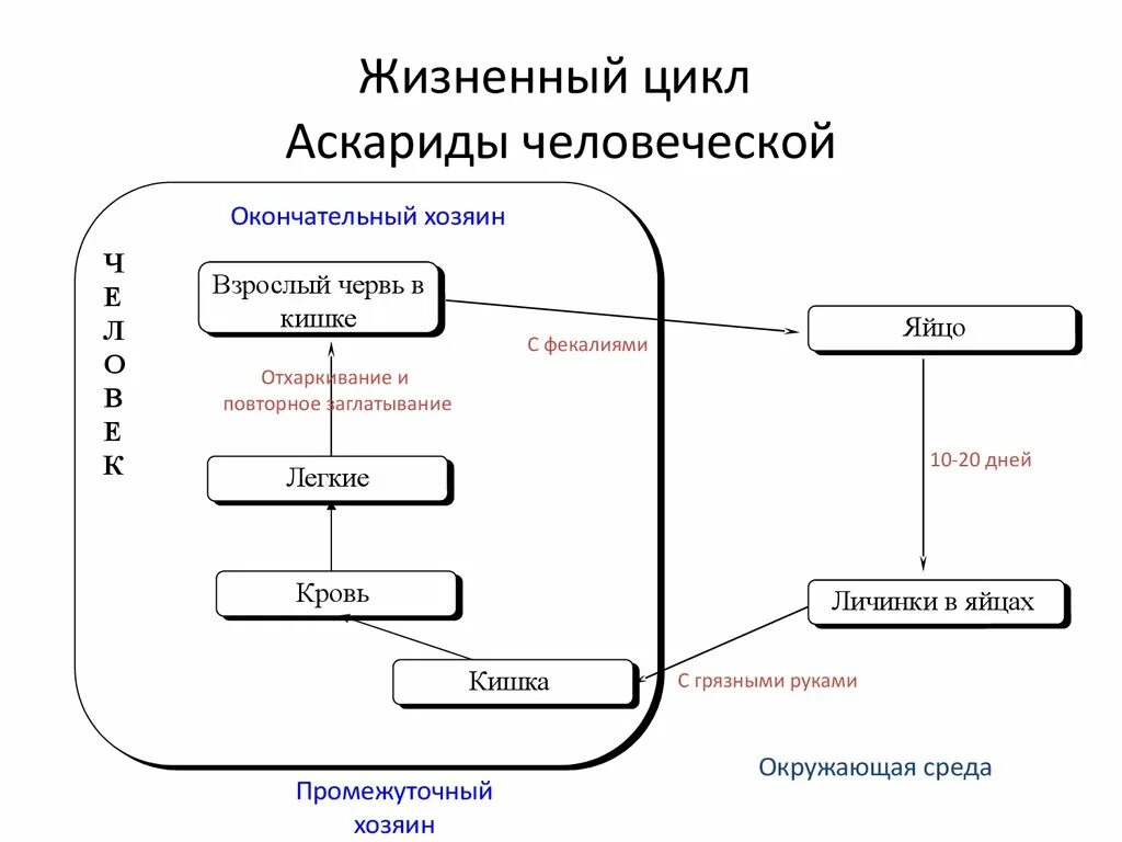 Схема развития человеческой аскариды. Цикл развития аскариды схема. Жизненный цикл аскариды человеческой схема.