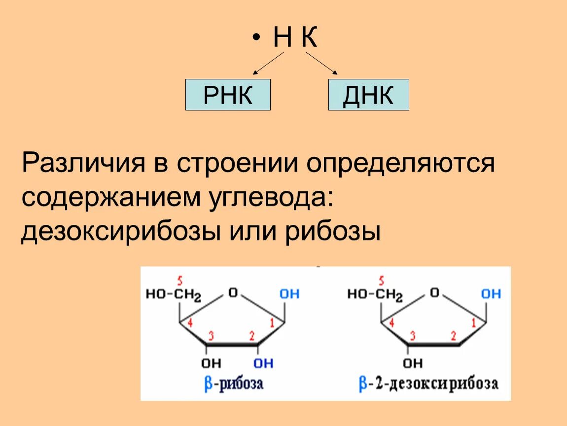 Рибоза какой углевод. Дезоксирибоза отличие от рибозы формула. Дезоксирибоза нуклеиновая кислота. Рибоза в РНК. Структура рибозы и дезоксирибозы.