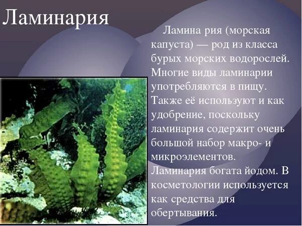 Сообщение о ламинарии. Ламинария доклад. Сообщение о водоросли ламинария. Доклад о Примрских водорослях.