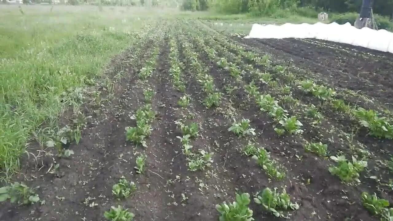 Рыхление почвы биология. При окучивании картофеля. Агроприем окучивание картофеля. Веерное окучивание среднеспелого картофеля. Почему окучивание картофеля способствует.