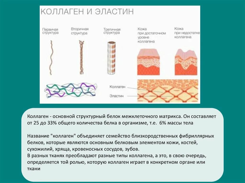 Обзор коллагена. Эластин и коллаген. Белок коллаген и эластин. Эластин в коже. Синтез коллагена и эластина.