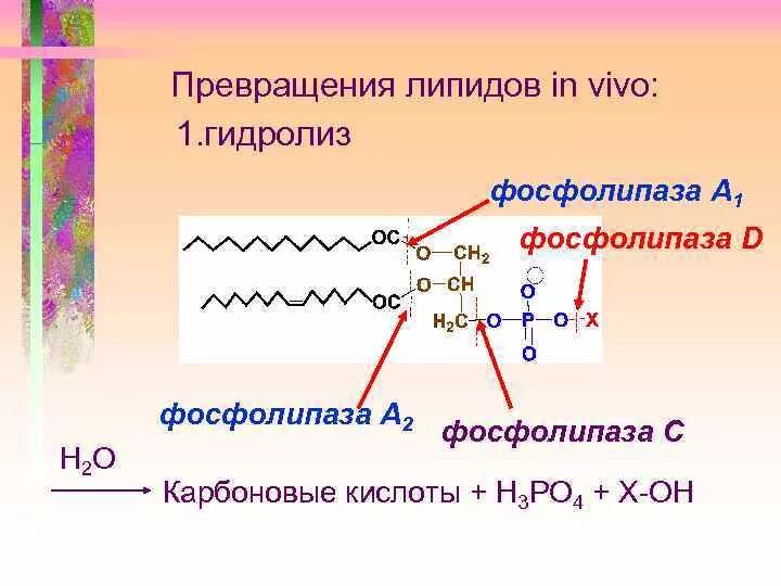 2 фосфолипиды. Фосфолипид и фосфолипаза а2. Фосфатидилхолин под действием фосфолипазы а2. 2 фосфолипиды. Активация перекисного окисления липидов.
